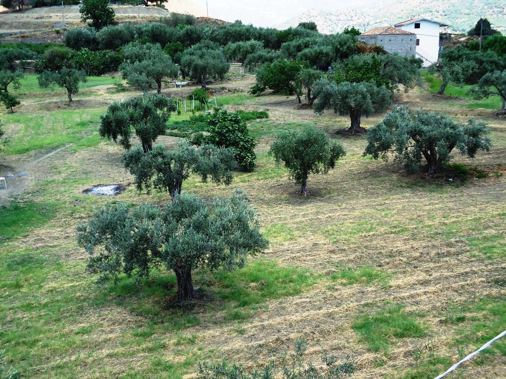 Ciuscia Bed and Breakfast Calatabiano Εξωτερικό φωτογραφία